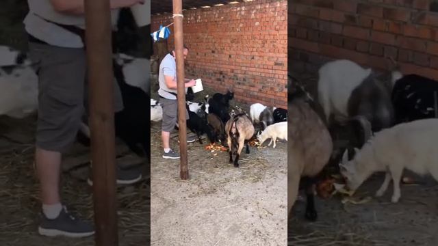 Первый юбилей!! Биосфере 5ть лет!! #биосфера #зоопарк ##животные смотреть онлайн