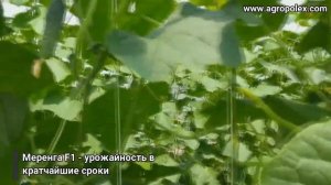 Огурец Меренга - урожайность в кратчайшие сроки