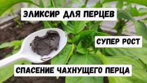 Волшебный эликсир для перцев, высокий урожай обеспечен