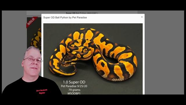 The 10 Most Popular Ball Python Supers! смотреть онлайн