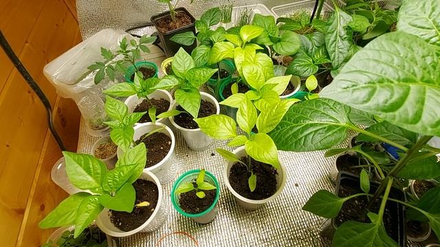 Как помочь отстающей и бледной рассаде сладкого перца.