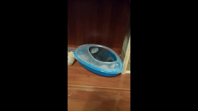 МОИ Животные... Шиншилла и Кошка смотреть онлайн