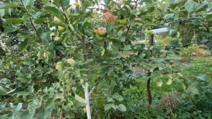 Яблоня Брянское Розовое. Обзор сорта, первое плодоношение!