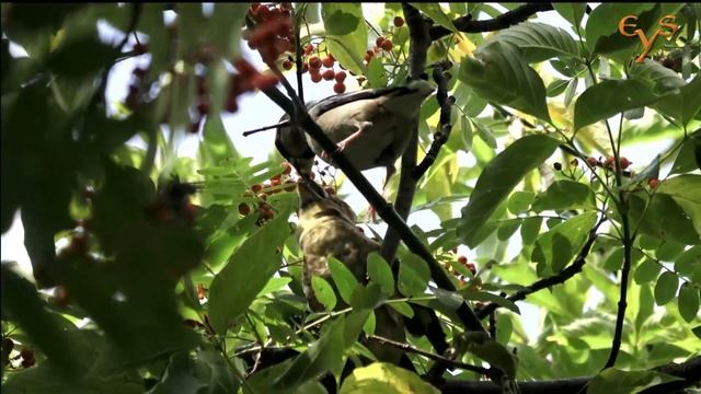 Дубонос / Hawfinch смотреть онлайн