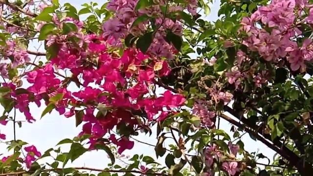 BOUGAINVILLEA IN MAGENTA AND PURPLE COLOUR