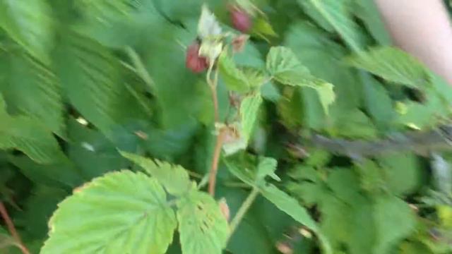 Rodesian Ridgeback loves raspberry смотреть онлайн