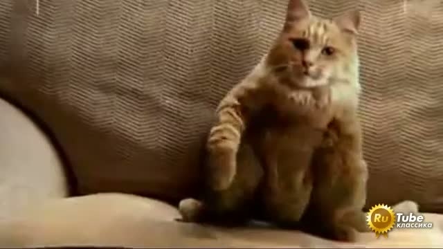 Убойный танец котэ смотреть онлайн