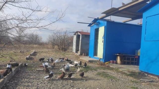 Голуби СВГ Сергиенко Д.С. 03.11.2023 смотреть онлайн