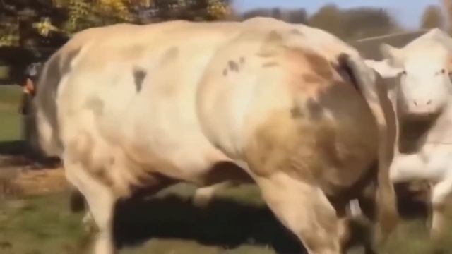 Belgian Blue Bull And The Basically Beautiful Body Building Bull! Meet The Belgian Bull With Saree!