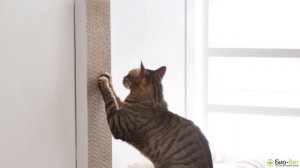 Как Отучить Кошку Драть Мебель & ТОП-3 способа Отучить Кошку Драть Мебель. Ветклиника Био Вет