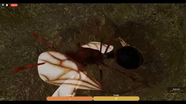roblox ant life becoming fire queen смотреть онлайн