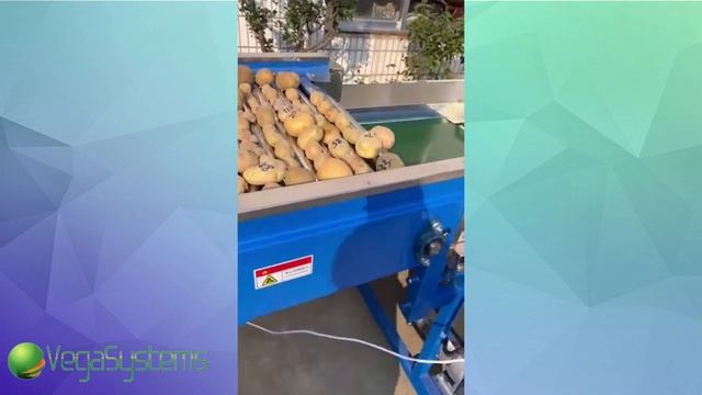 Машина для сортировки и калибровки картофеля, а так же других овощей и фруктов Vega Sorting H 3000 смотреть онлайн
