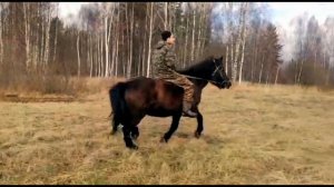 Прогулка на лошади без седла