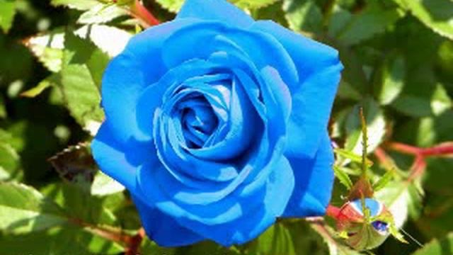Роза синяя[Rose blue] смотреть онлайн