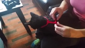 Как одеть шлейку коту.mp4