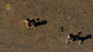 Дикая природа России 1 серия «Сибирь» (документальный сериал, 2009)