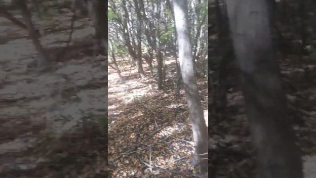 Сбор грибов Астраханская область, осень(октябрь) 2022 г. смотреть онлайн