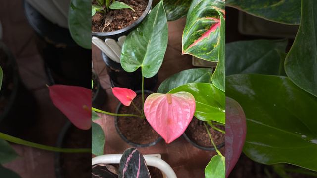 Anthurium plants/ different color varieties just at 900/ faihus world смотреть онлайн