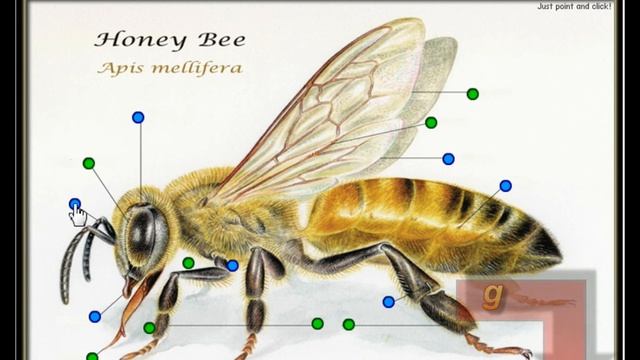 anatomy of a honey bee, antennae, mandibles, proboscis, compound eye, spiracle, смотреть онлайн