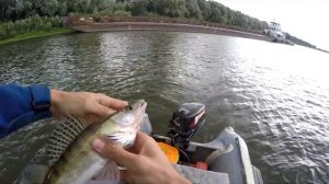 Ловлю СУДАКА из-под БАРЖИ! Дроп-Шот БЕЗОТКАЗНО Ловит Рыб!