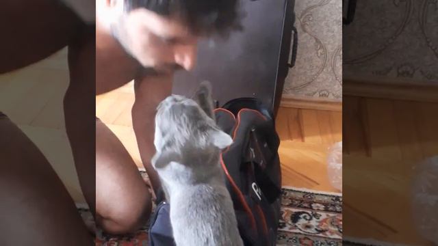 Кошка мяукает 2021 | Кошка Лана тик ток смотреть онлайн