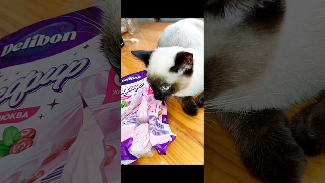 Жанчик отдыхает.mp4