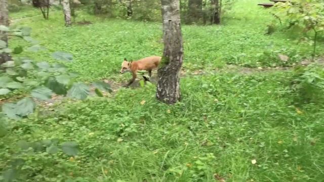 Ли Сяо / Alice the Fox Лиса Алиса (Лиса принимает новых гостей) смотреть онлайн