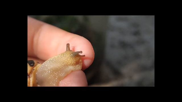 Нашла улитку.Обзор+моя история из детства смотреть онлайн