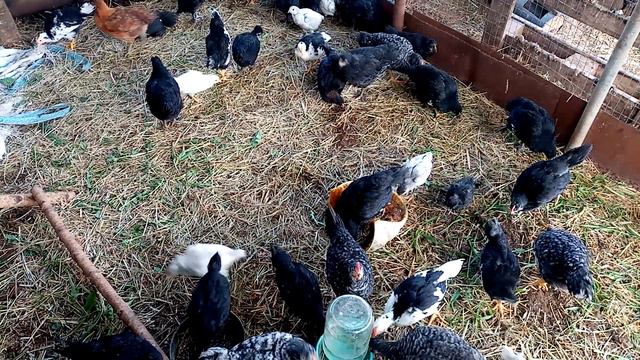 Как кормить кур разных поколений. Бройлер и куры несушки. смотреть онлайн