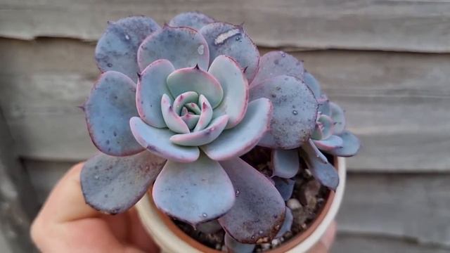 Echeveria Laulensis