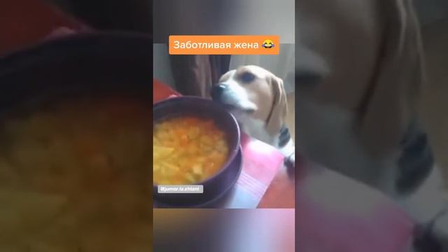 Заботливая жена