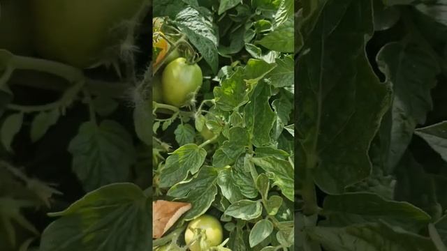ни забот ни хлопот смотреть онлайн