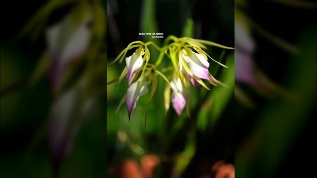 아름답고 다양한 미니 카틀레야 (Mini Cattleya)꽃들 смотреть онлайн