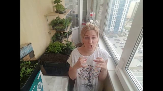 Смородина без ягод! Кто жрёт ваши ягоды? смотреть онлайн