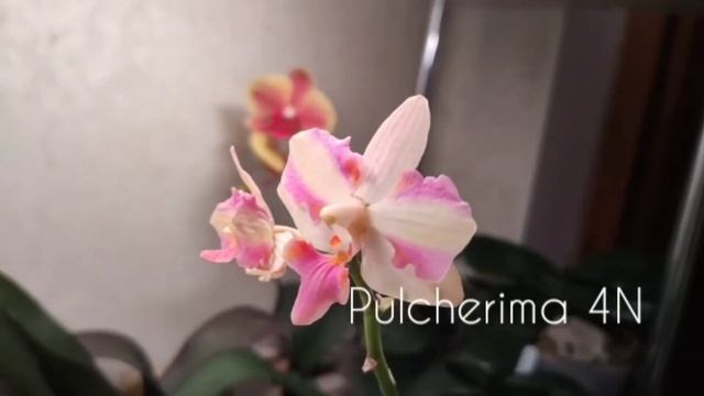 Первое цветение азиатских орхидей-подростков. смотреть онлайн