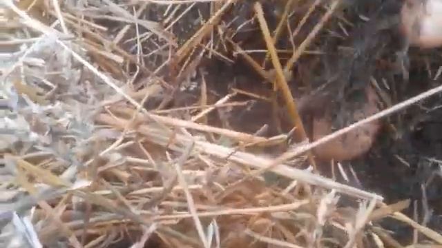 Выращивание картофеля под соломой Урожай картофеля 2017 смотреть онлайн