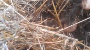 Выращивание картофеля под соломой  Урожай картофеля 2017