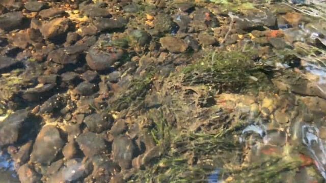 СПЛАВ НА ПАКРАФТЕ ПО РЕКЕ СТРАЧА. ГОРНАЯ РЕКА В БЕЛАРУСИ. смотреть онлайн