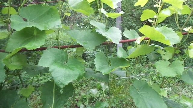 Виноград на беседке - в каждый двор. смотреть онлайн