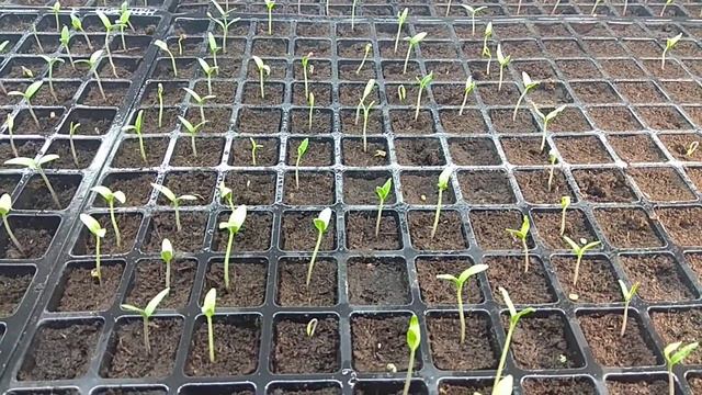 Третьи сутки с момента всходов, делаем выводы. смотреть онлайн