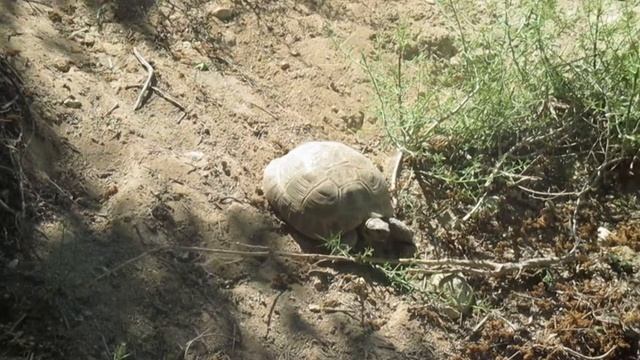 Казахстан Актау каньон Саура смотреть онлайн