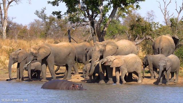 4K African Animals: The Great Wildebeest Migration - Scenic Wildlife Film With Calming Music#3 смотреть онлайн