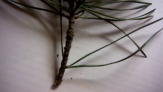 Работа с ботаническими определителями #1. Определяем хвойные, Сосна обыкновенная. смотреть онлайн