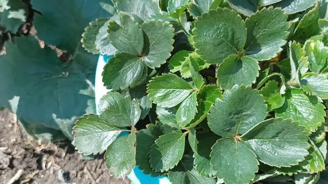 Земляника с розовым цветом. смотреть онлайн