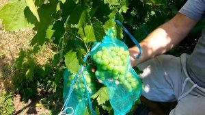 Шикарный виноград,Тающий .