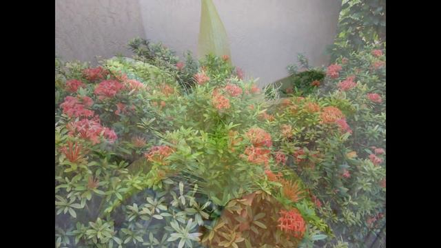 Crazyforflowers!!