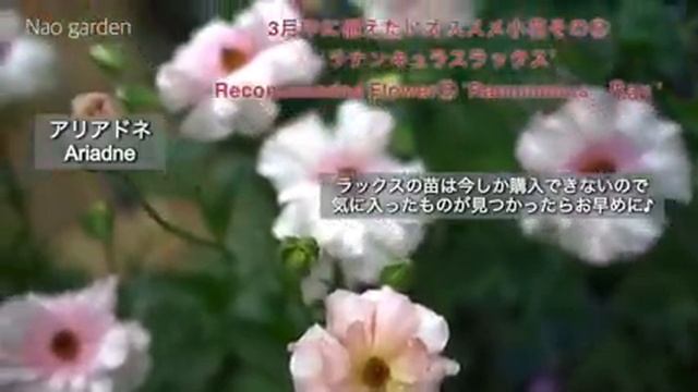 【ガーデニングVlog】３月中に植えたい春の庭がオシャレになる｜超可愛いオススメ小花5つ｜長く咲く‼️垢抜ける‼️ Recommended flowers to plant in March смотреть онлайн