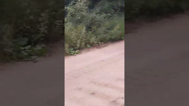 Дикие лисицы выходят на дорогу к людям смотреть онлайн
