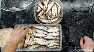 Уклейка Вяленая!Отличный Рецепт Приготовления! Дегустация!