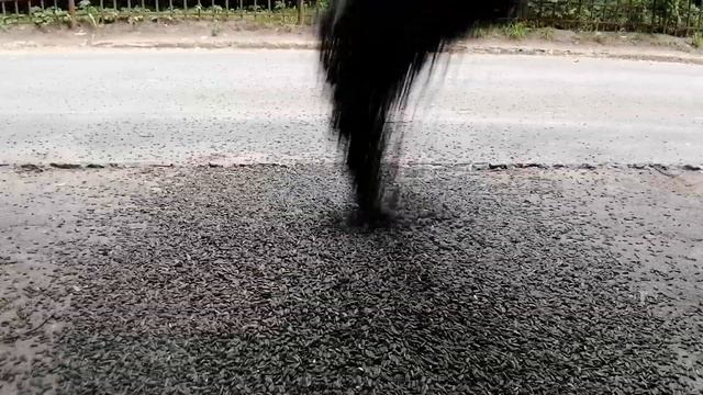 Пранк над птицами * Как кормить птиц семечками смотреть онлайн